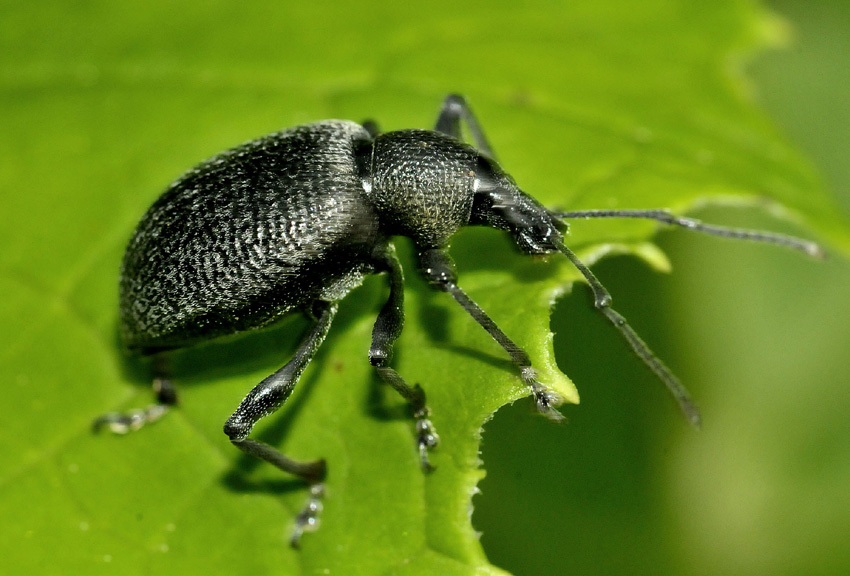 Curculionidae: Otiorhynchus (s.str.) fortis